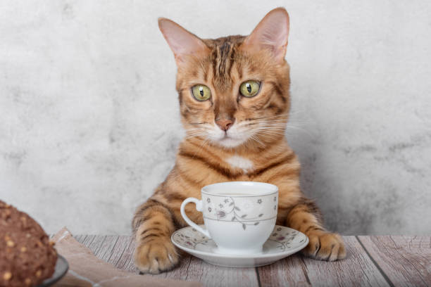 funny kitty with a mug of milk and oatmeal cookies. - domestic cat towel pets animal imagens e fotografias de stock