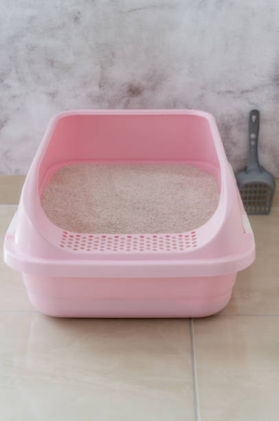 istock Clumping cat litter in the cat litter box. 1423356822