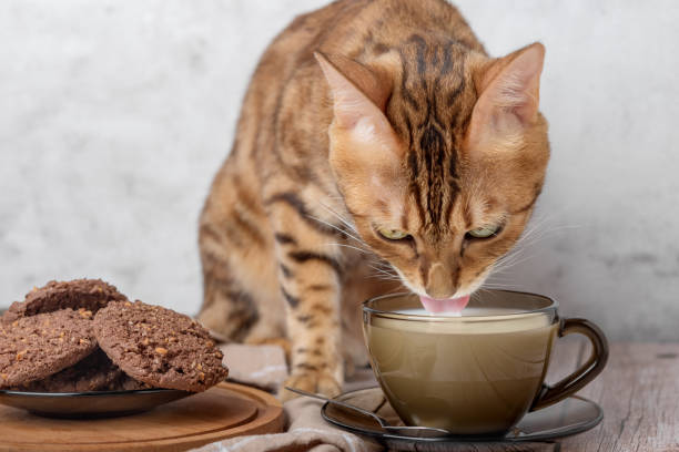 red cat drinks milk from a mug. - domestic cat towel pets animal imagens e fotografias de stock