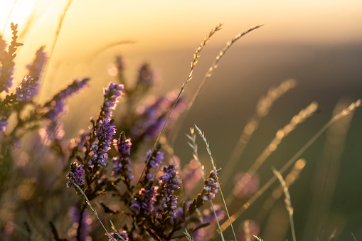 closeup of a flowering heather plant in yorkshire  landscape at sunset
