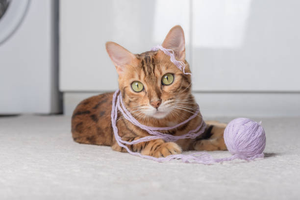Red cat plays with a ball of thread on the carpet. A ginger cat plays with a ball of thread on the carpet in the room. kitten playing with yarn stock pictures, royalty-free photos & images