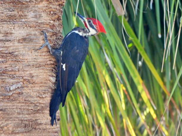 istock Pileated Woodpecker (Dryocopus pileatus) perched on the side of a palm tree 1423357911