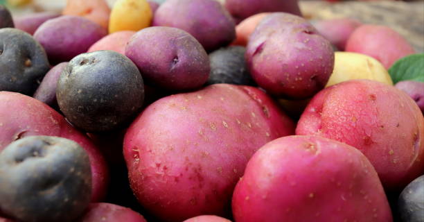 close-up de batata roxa contra batatas multicoloridas foco seletivo fresco. - peruvian potato - fotografias e filmes do acervo