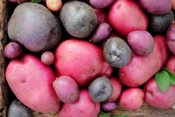 istock purple potato close-up against multi-colored potatoes fresh selective focus. 1423357987