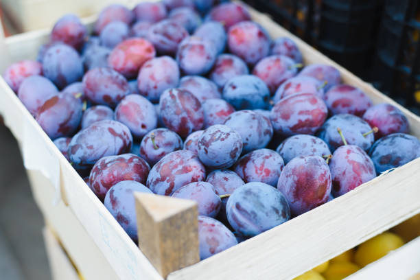Fruit box, row of ripe plums outdoors. Close-up, selective soft focus.