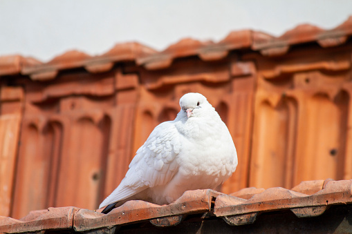 white bird is o the roof tile focus on foreground horizontal photo