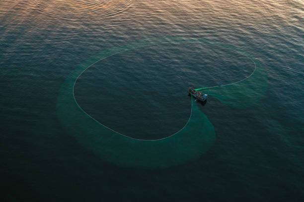 istock Netting anchovies 1423359962