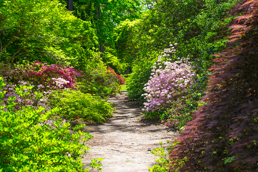 a walking path through a garden of azaleas, red maples, and other trees on a sunny day in martha's vineyard.