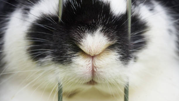 istock caged rabbit's nose behind lattice 1423361922