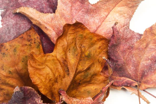 istock Dry leaves on a white background in a close up view 1423364720