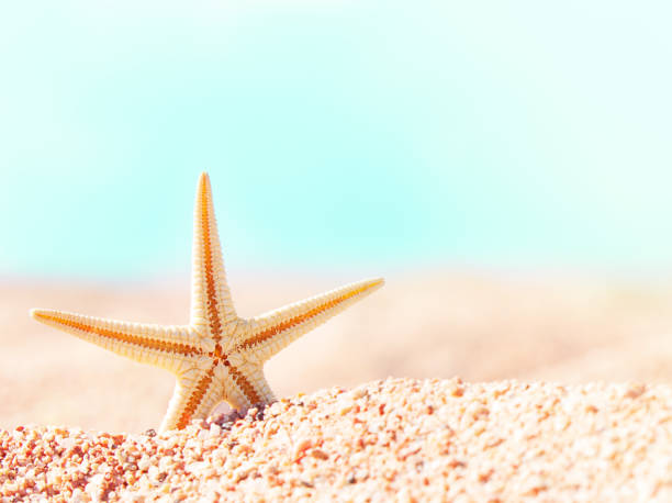 Starfish on sand dunes. Summer beach, behind the sea, sunny. Relax, sea, travel. Copy space Starfish on sand dunes. Summer beach, behind the sea, sunny. Relax, sea, travel. Copy space shell starfish orange sea stock pictures, royalty-free photos & images
