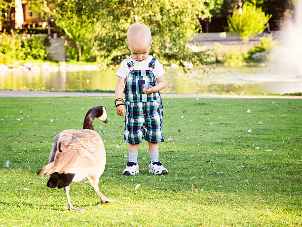 Toddler boy in local park with geese stock photo
