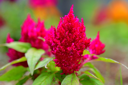 Celosia argentea is an annual flowering plant of amaranth family, amaranthaceae.\nCelosia argentea is divided into four different groups, including Plumosa Group. \nPlumosa plants (commonly called feather celosia, plumed celosia or feathered amaranth) are old garden favorites that feature narrow-pyramidal, plume-like flower heads composed of tiny, densely-packed, vividly-colored flowers. Flower colors include bright shades of orange, red, purple, yellow and cream. Flowers bloom throughout summer into fall on erect stems. The leaves, young stems and inflorescence are used as food.