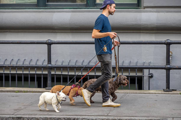 DUMBO, Brooklyn, New York, NY, USA - July 14th 2022:  Young man with a turned cap walking three different dogs on the sidewalk
