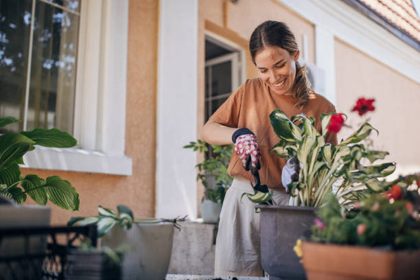 istock Woman planting house plants backyard 1423368398