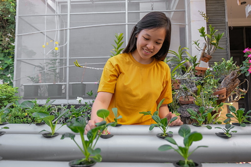Front shot of smiling young asian woman analyzing growth of plants on her hydroponics farming at home.