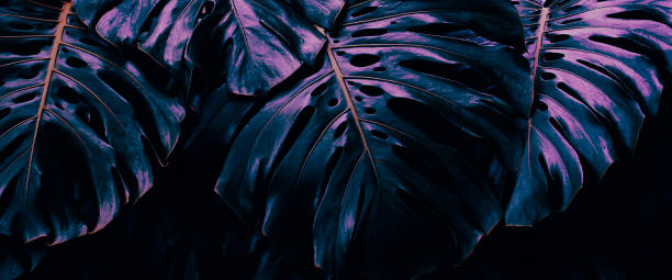 istock Tropical foliage, blue monstera plant, dark nature background 1423370105