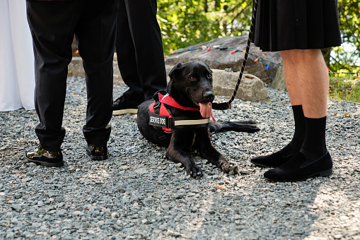 Service dog at LGBTQ+ wedding ceremony outdoors in summer. Dog is resting at the feet of a guest, behind the couple. No faces. This is part of a series about a lesbian couple getting married. Horizontal outdoors full length shot with copy space.