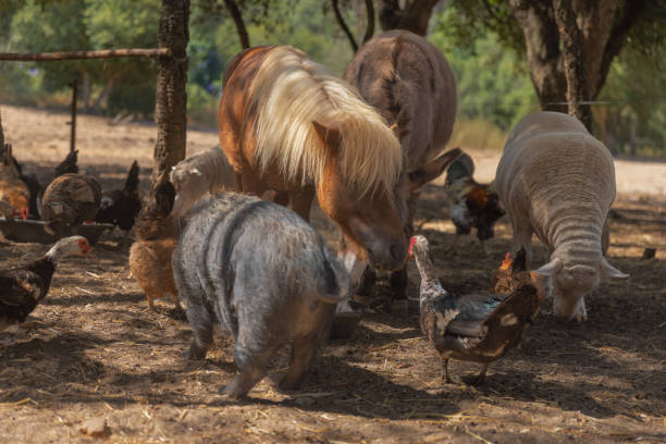 multiple animals to eat on farm.