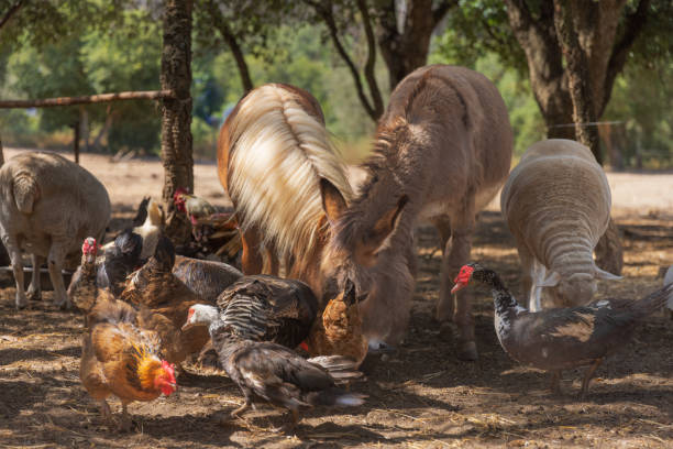 istock multiple animals to eat on farm. 1423372193