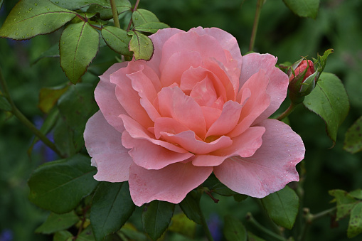 Pink rose, bud and leaves in summer