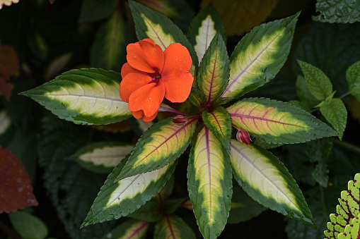 New Guinea impatiens, with its variegated leaves