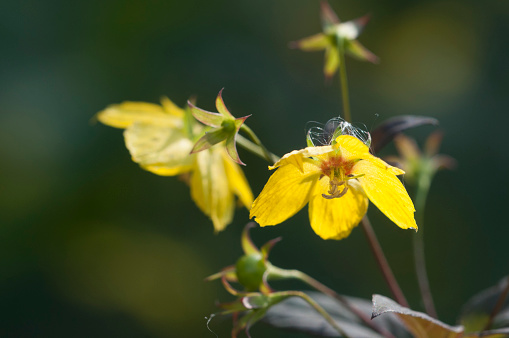 Close up of  Fringed loosestrife (Lysimachia ciliata)  in bloom, close up shot