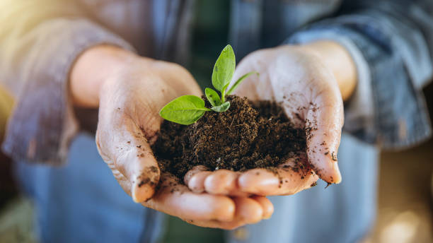 istock Hands hold lot of soil where seedling is planted 1423375704