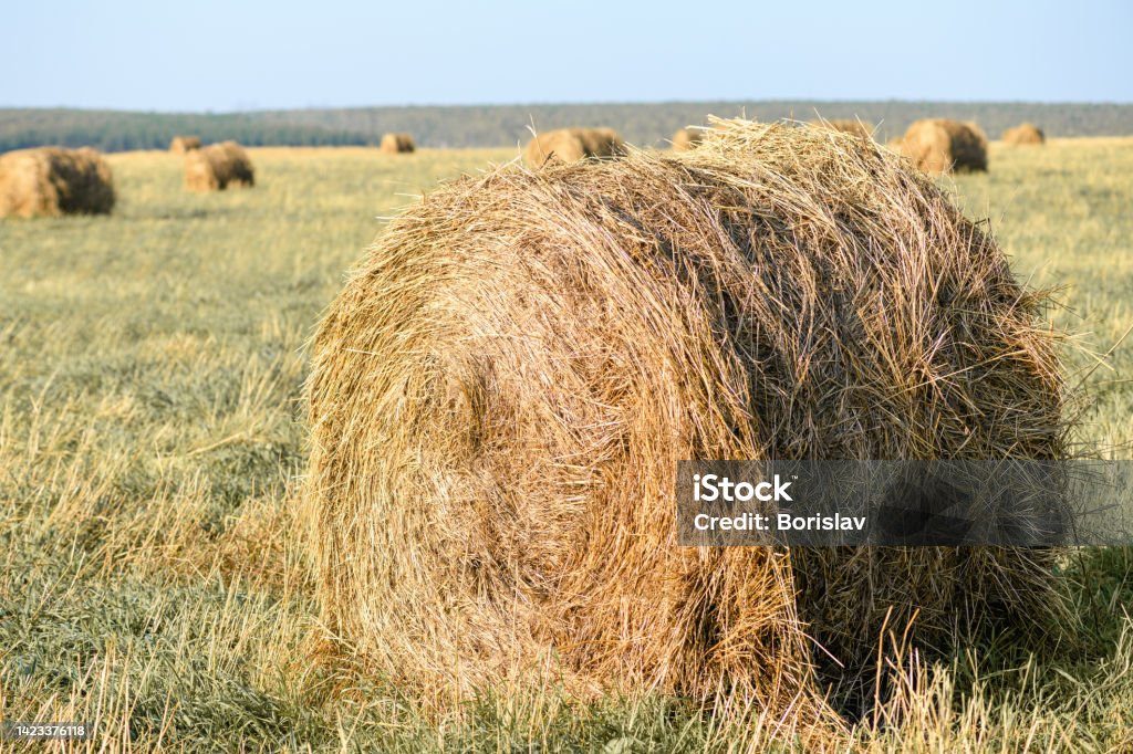 Haystacks On The Field Closeup Harvest Concept Rural Scenery Stock ...