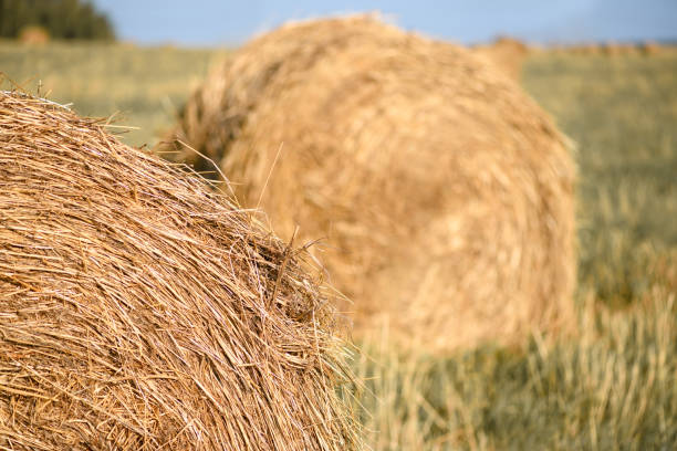 Haystack on the field close-up. Harvest concept. Rural scenery