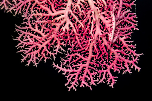 Rose Lace Coral Stylaster roseus is a genus of hydroids in the family Stylasteridae. The species occurs in the tropical Western Pacific and in the Atlantic in a depth range from 0-73m in protected, shaded areas of reefs, often in caves or crevices. Colonies are fan-like, with branches in one plane; up to 10 cm in height. The surface of the outer branches is covered with rows of tiny cups, formed by feeding and encircling stinging polyps. Cups are also visible on the branches thick base. Polyps have a hair-like appearance when extended like on a part of this photo. Palau 7°4'58.248 N 134°15'42.408 E at 18m depth.
