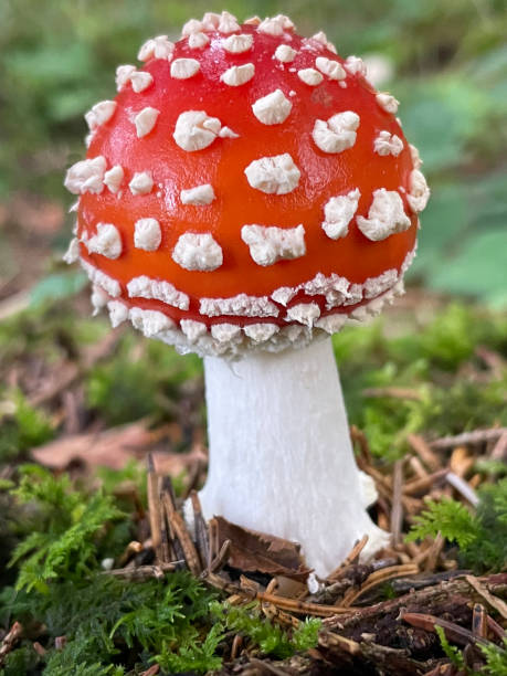 Fly AgaricToadstool Beautiful young Toadstool in its natural environment, a deep lush humid forest in the Austrian Alps. amanita muscaria stock pictures, royalty-free photos & images