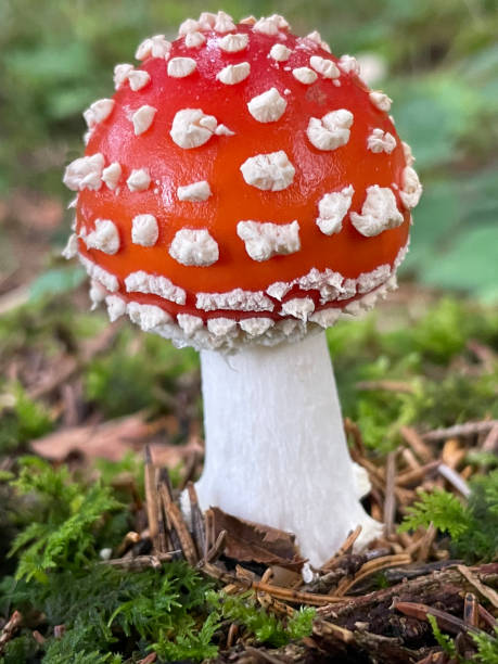 fly agarictoadstool - mushroom fly agaric mushroom photograph toadstool imagens e fotografias de stock