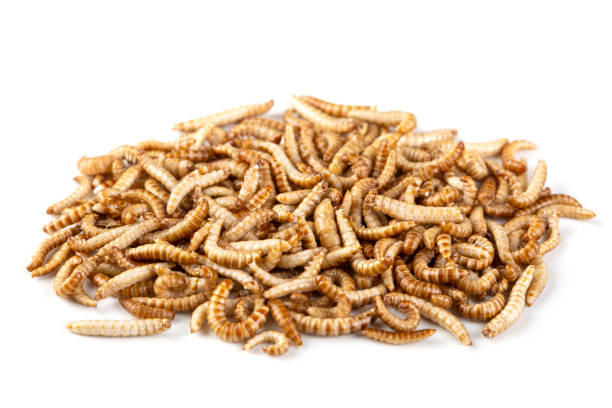 istock Dried edibledible mealworms 1423379388