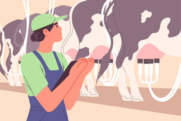 ilustraciones, imágenes clip art, dibujos animados e iconos de stock de trabajador agrícola inspecciona el ordeño automático de vacas - animal husbandry