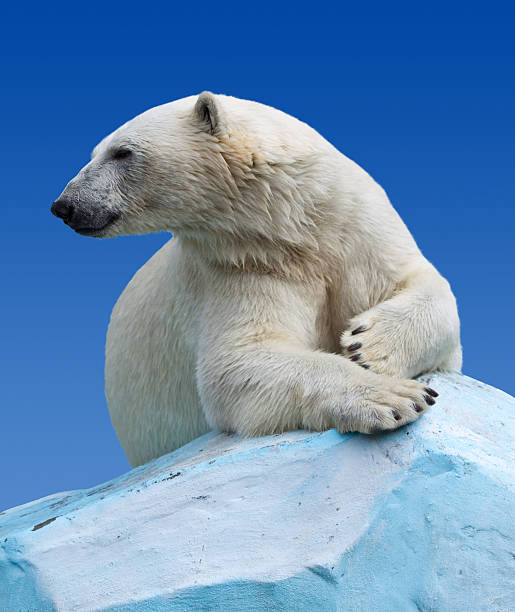 orso polare - polar bear endangered species bear arctic foto e immagini stock