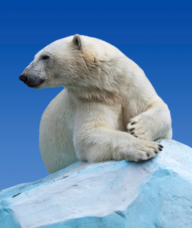 polar bear in wildness area against sky