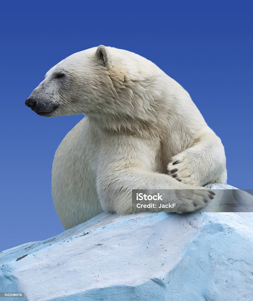 Gấu Bắc Cực Trên Một Tảng Đá Trên Bầu Trời Xanh Hình ảnh Sẵn có ...