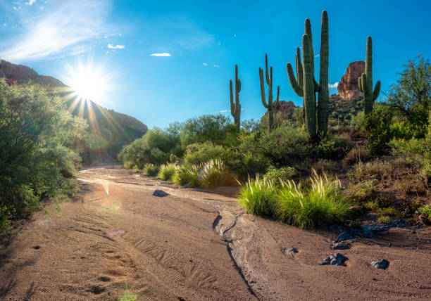zachód słońca w myjni na pustyni sonora w kanionie buldoga w apache junction az - sonoran desert desert arizona saguaro cactus zdjęcia i obrazy z banku zdjęć
