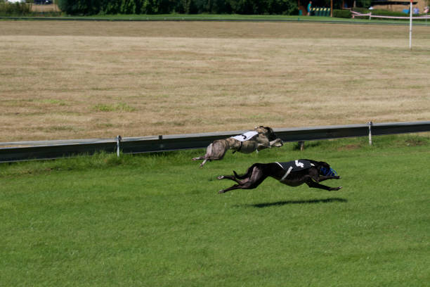 2 greyhound spanish galgos on a race. 2 greyhound dogs racing on a belgian racetrack. A black spanish galgo and another spanish galgo. greyhounds free bet stock pictures, royalty-free photos & images