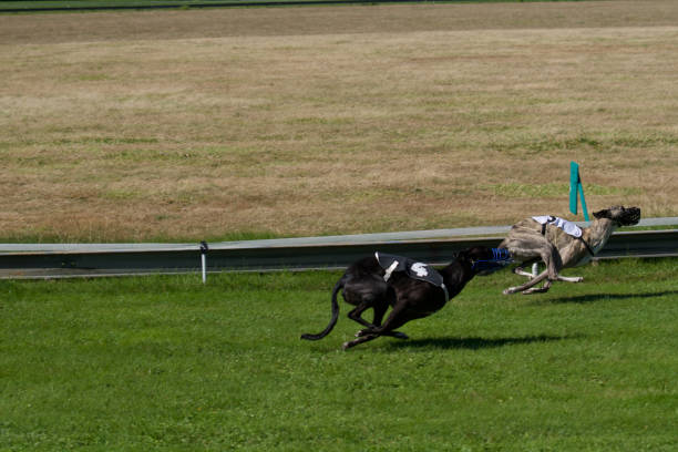 istock 2 greyhound spanish galgos on a race. 1423381745