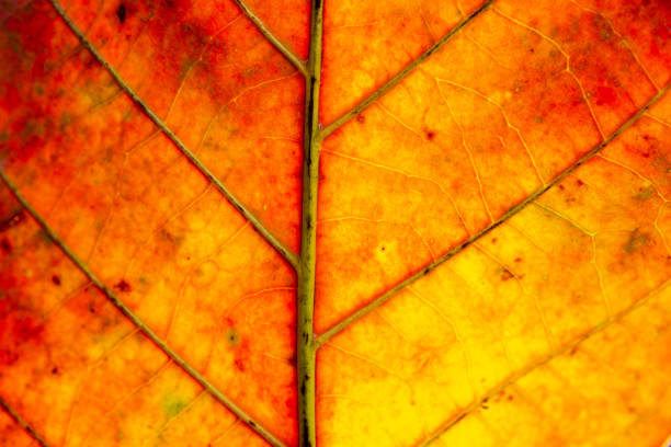istock orange macro leaf,Golden red transparent leaf background 1423381786