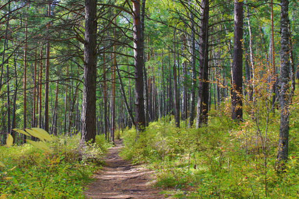istock Narrow path in the autumn forest 1423382513