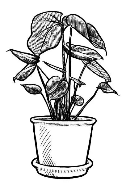 Vector illustration of Small Monstera plant in a flowerpot