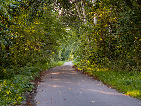 Asphalt path in the nature. Footpath in the environment for pedestrians and cyclists. Trees on the sides like birches are part of the forest. Green foliage covers the sky.