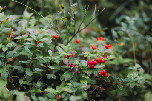 Frozen on green leaves and red berries of Holly tree.