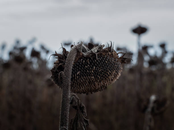 istock Dried Out Sunflower Blossom 1423385248
