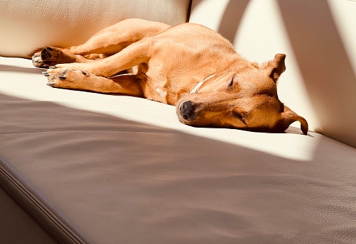 Sleeping dog on a leather sofa