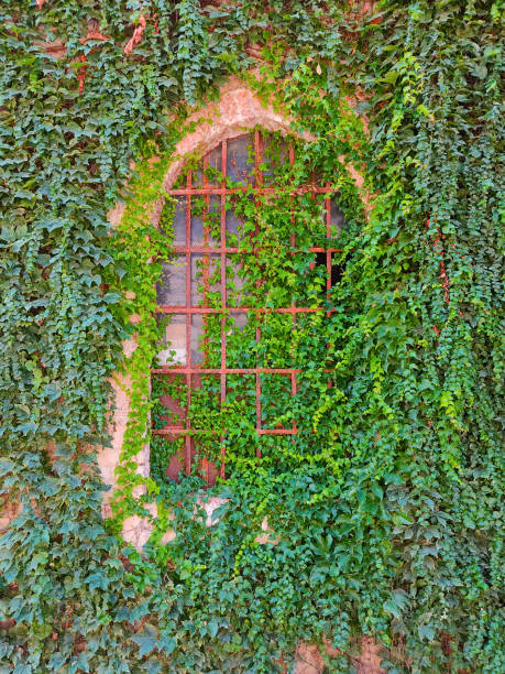 istock old window covered with ivy of a medieval house 1423386834