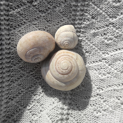 Three white shells of snail on embroidered white cloth background